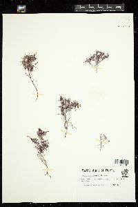 Laurencia scoparia image