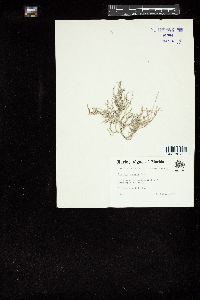 Ganonema dendroideum image