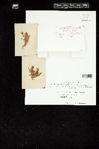Ceramium tasmanicum image