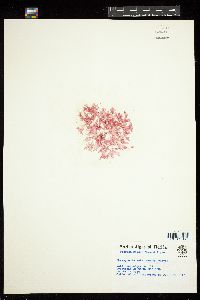 Chrysymenia enteromorpha image