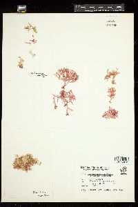 Coelarthrum cliftonii image