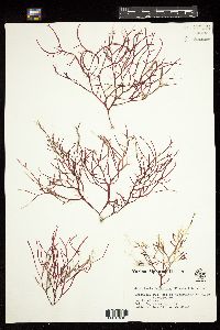 Gracilaria foliifera image