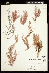 Halymenia floresii image