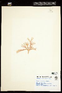 Sebdenia flabellata image