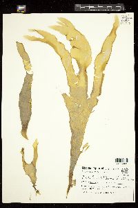 Callophyllis tenera image