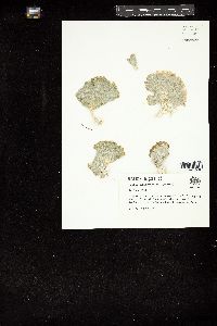 Udotea cyathiformis f. sublittoralis image