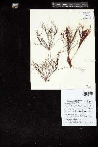 Gracilaria flagelliformis image