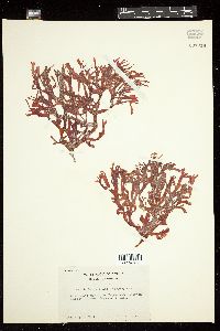 Gracilaria mammillaris image