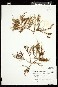 Gracilaria debilis image