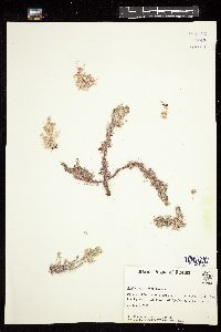Jania capillacea image