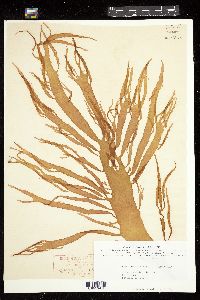 Hymenocladia chondricola image