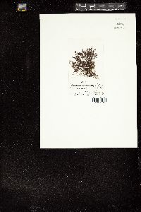 Polysiphonia sphaerocarpa image
