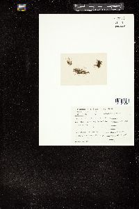Polysiphonia howei image