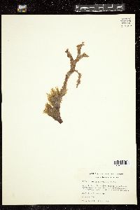 Ectocarpus rallsiae image