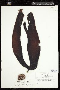 Laminaria nigripes image