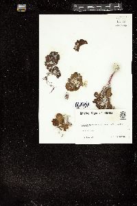 Lobophora variegata image