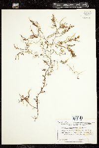 Sargassum filipendula image