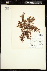 Sargassum filipendula image