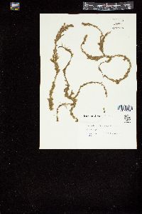 Sphacelaria furcigera image