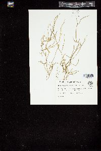 Rosenvingea floridana image