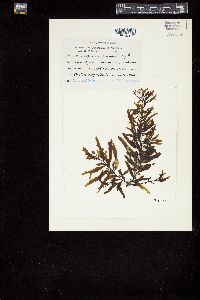 Sargassum vulgare image