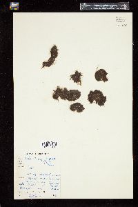 Sphacelaria brachygona image