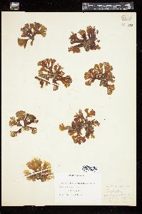 Zonaria variegata image