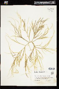 Gracilaria debilis image