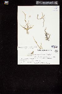 Rosenvingea orientalis image