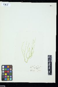 Ulva prolifera image