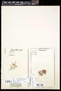 Apoglossum ruscifolium image