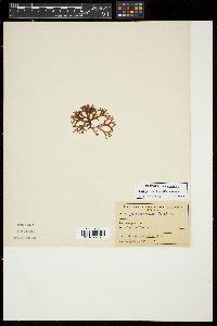 Carpopeltis bushiae image
