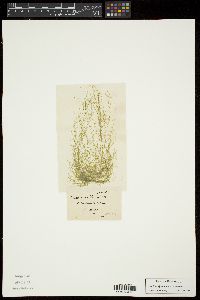 Chaetomorpha linum image