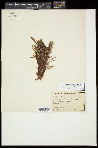 Chondracanthus harveyanus image