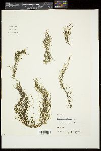 Chordaria cladosiphon image