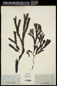 Fucus serratus image