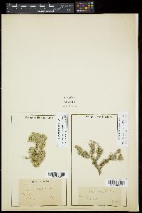 Jania rubens var. corniculata image