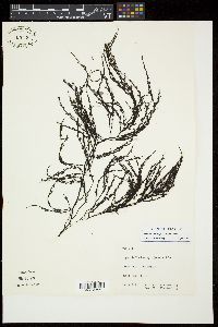 Lophocladia kuetzingii image
