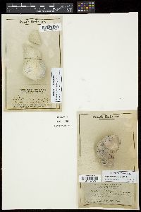 Neogoniolithon caribaeum image