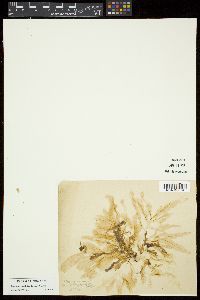 Paraglossum lancifolium image
