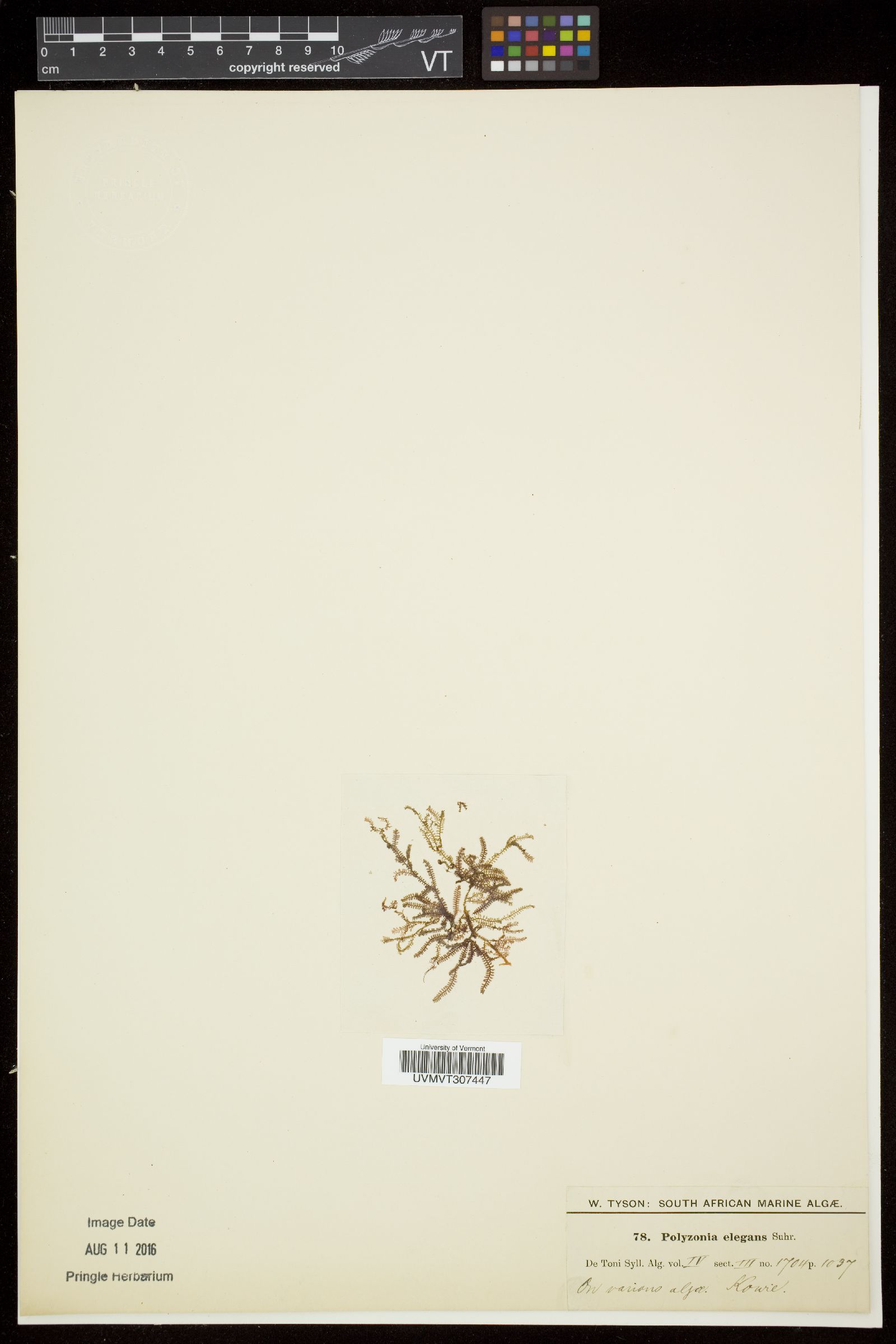 Polyzonieae image