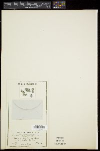 Rivularia polyotis image