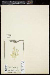 Titanophora pikeana image