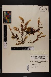 Dictyopteris polypodioides image