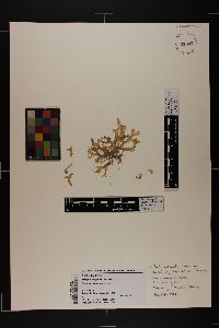 Canistrocarpus crispatus image