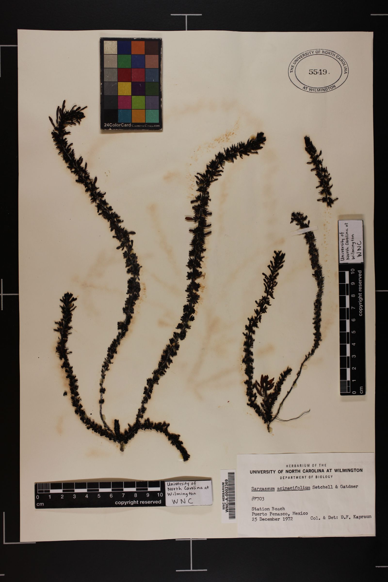 Sargassum acinacifolium image