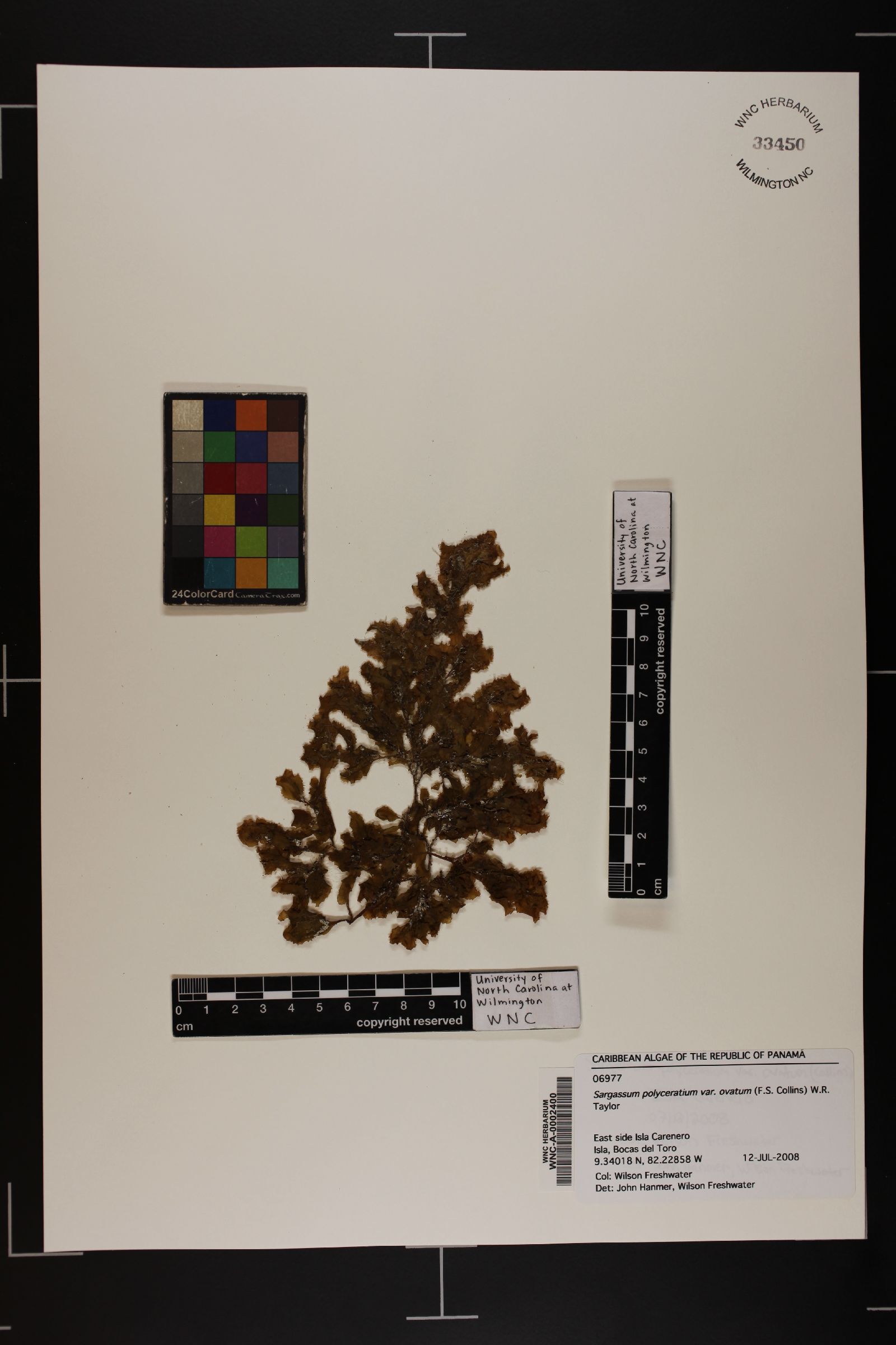 Sargassum polyceratium image