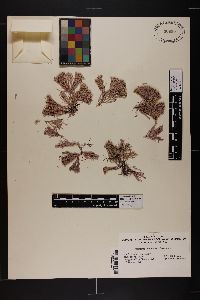 Amphiroa beauvoisii image