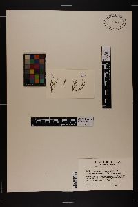 Acrochaetium secundatum image