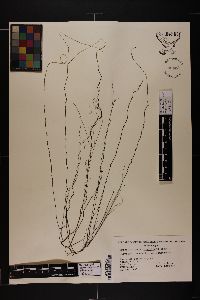 Gracilariopsis tenuifrons image